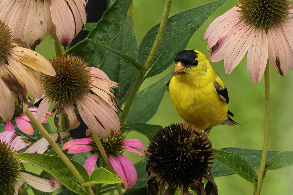 American Goldfinch by kvphoto