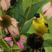 American Goldfinch by kvphoto