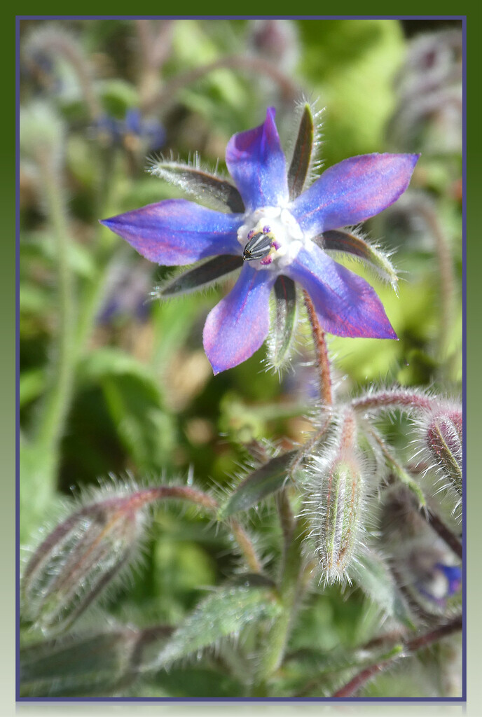 Borage Flower  by wendyfrost