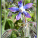 Borage Flower  by wendyfrost