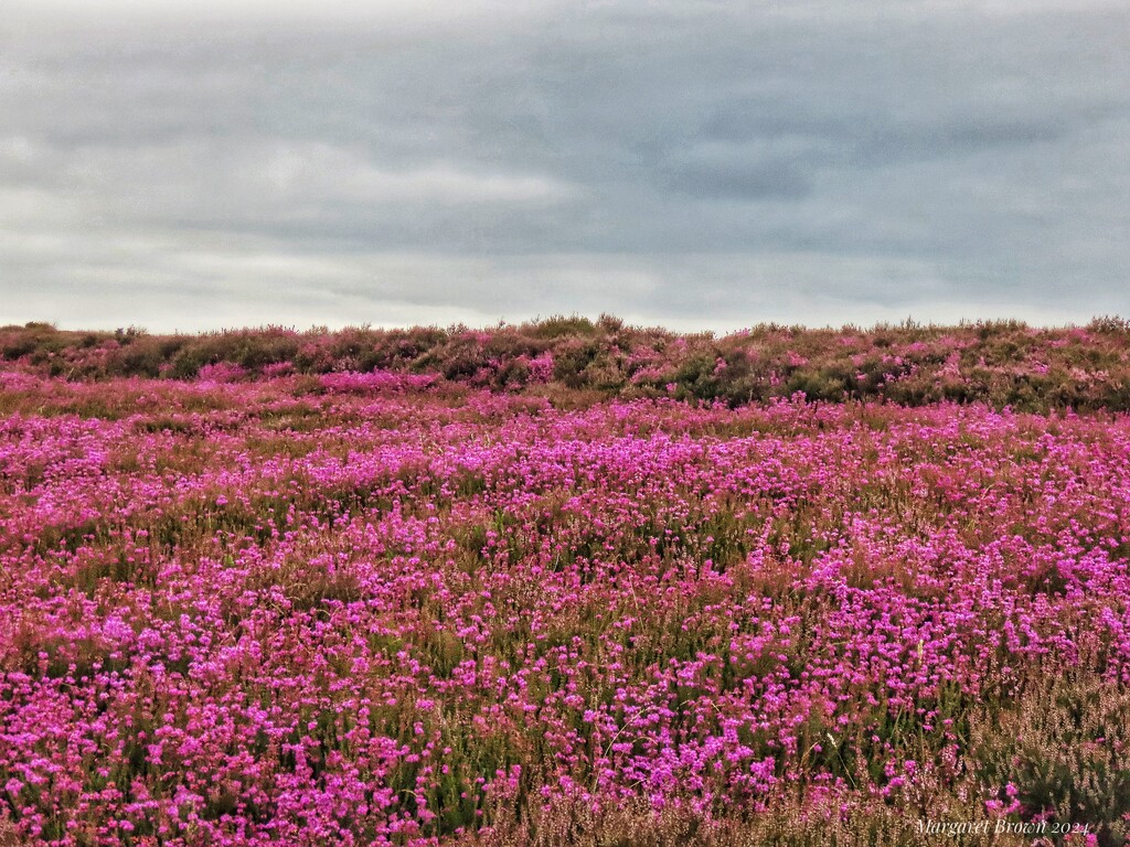 Bell Heather by craftymeg