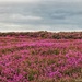 Bell Heather by craftymeg