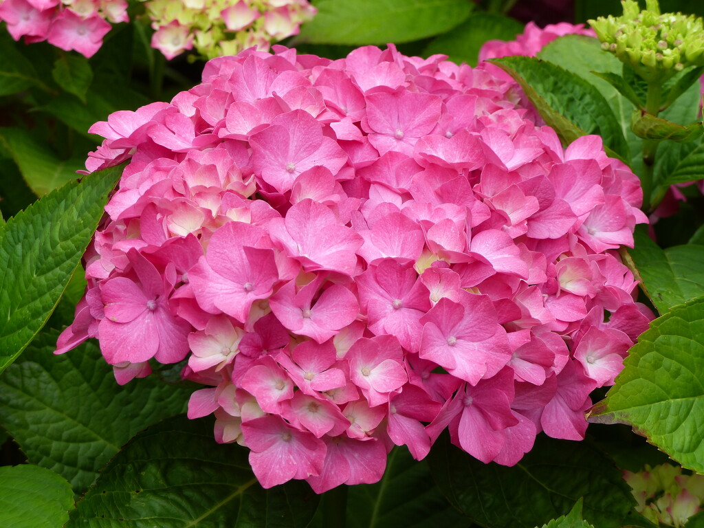 Mop Head Hydrangea by susiemc