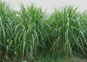 11th Jul 2024 - Sugarcane