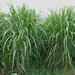 Sugarcane