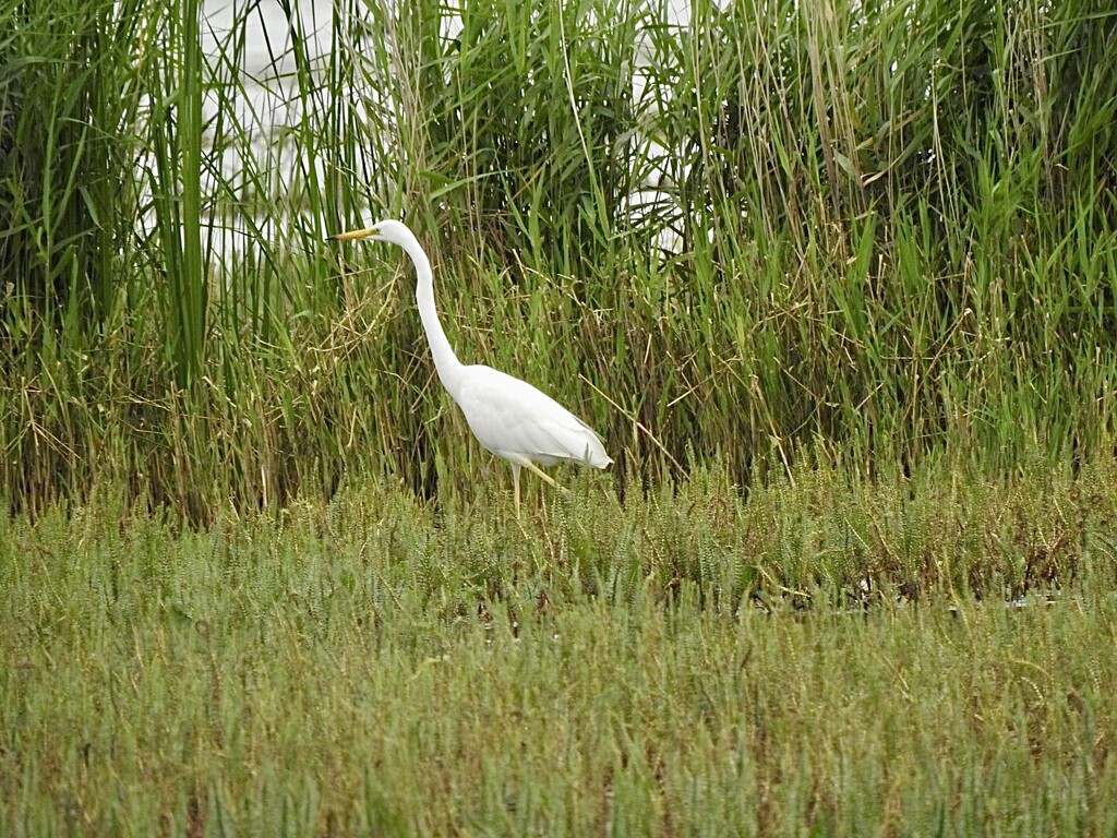 Great White Egret by susiemc