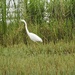 Great White Egret by susiemc