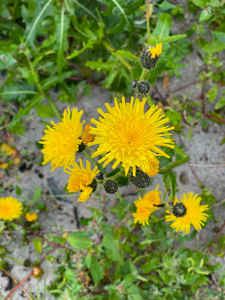 Sow Thistle by lifeat60degrees