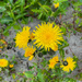 Sow Thistle by lifeat60degrees