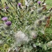 Thistledown........... by cutekitty