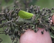 19th Jul 2024 - Leafhopper