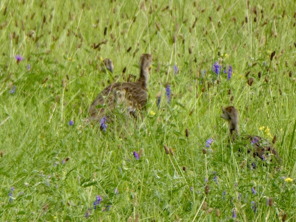 Baby Wild Turkeys by mtb24