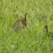 Baby Wild Turkeys by mtb24