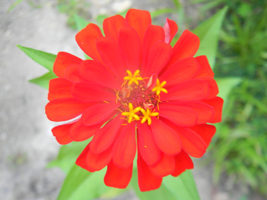 Zinnia  by sfeldphotos