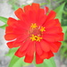 Zinnia  by sfeldphotos