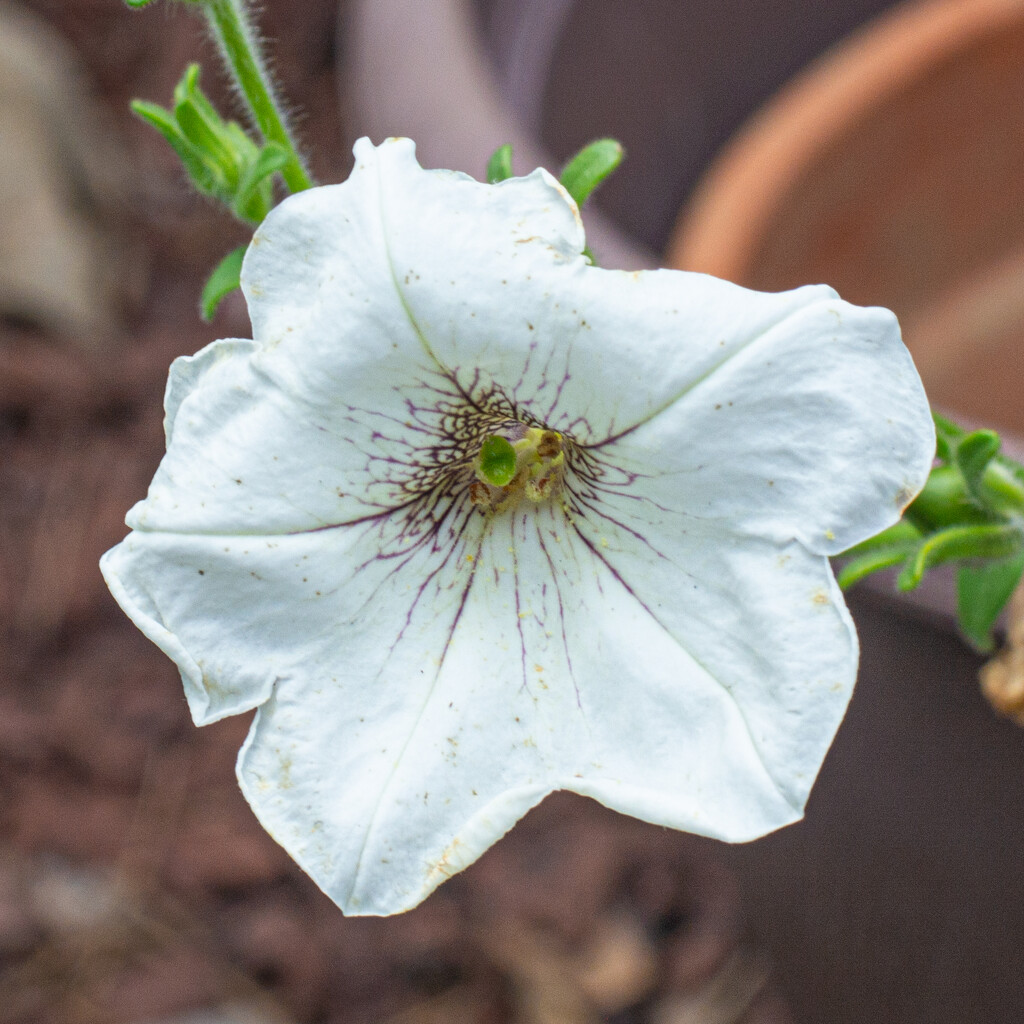 White Petunia... by thewatersphotos