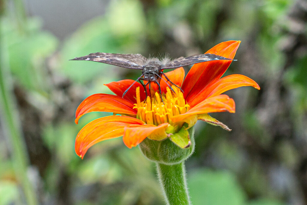 Fuzzy wings... by thewatersphotos