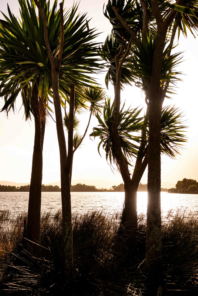 Cabbage Trees by nickspicsnz