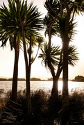 2nd Jul 2024 - Cabbage Trees