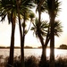 Cabbage Trees by nickspicsnz