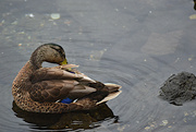 28th Jul 2024 - Lady Mallard