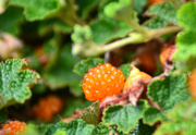 25th Jul 2024 - Orange Berries