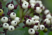 26th Jul 2024 - White Berries