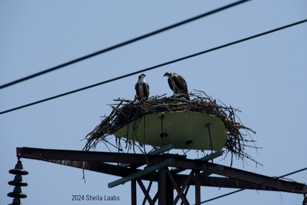 Osprey nest by slaabs