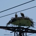 Osprey nest by slaabs