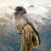 Kea by yorkshirekiwi