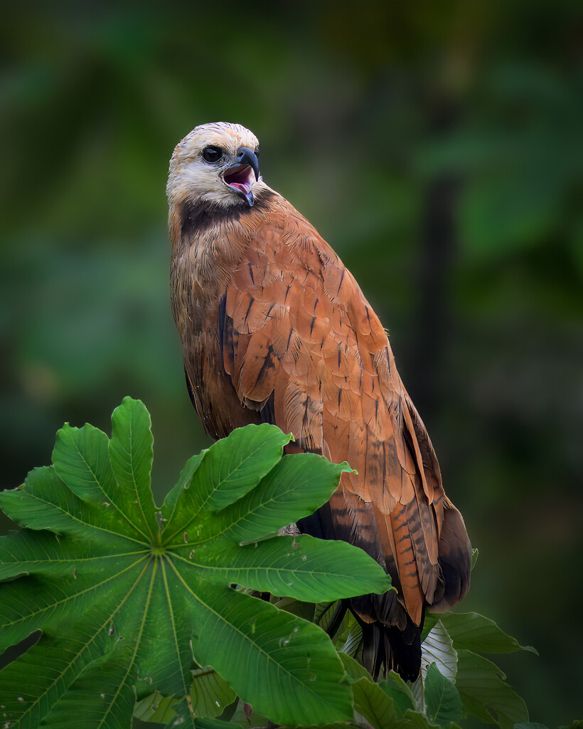 Black-Collared Hawk by nicoleweg