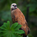 Black-Collared Hawk by nicoleweg