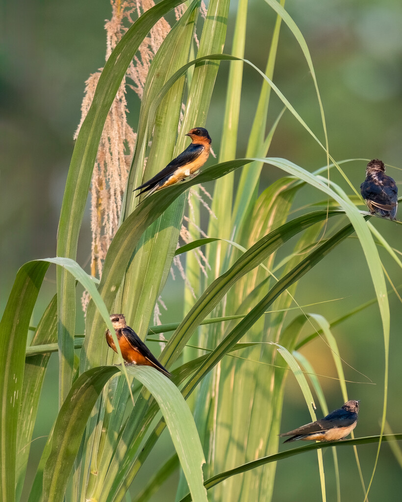 Barn Swallows by nicoleweg