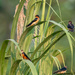 Barn Swallows by nicoleweg