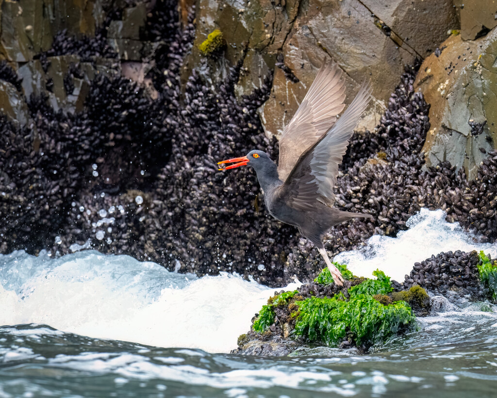 Blackish Oystercatcher by nicoleweg