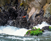 15th Jul 2024 - Blackish Oystercatcher