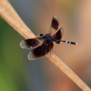 11th Jul 2024 - Brown Firefly 