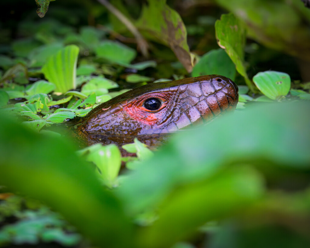 Caiman lizard  by nicoleweg