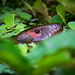 Caiman lizard  by nicoleweg