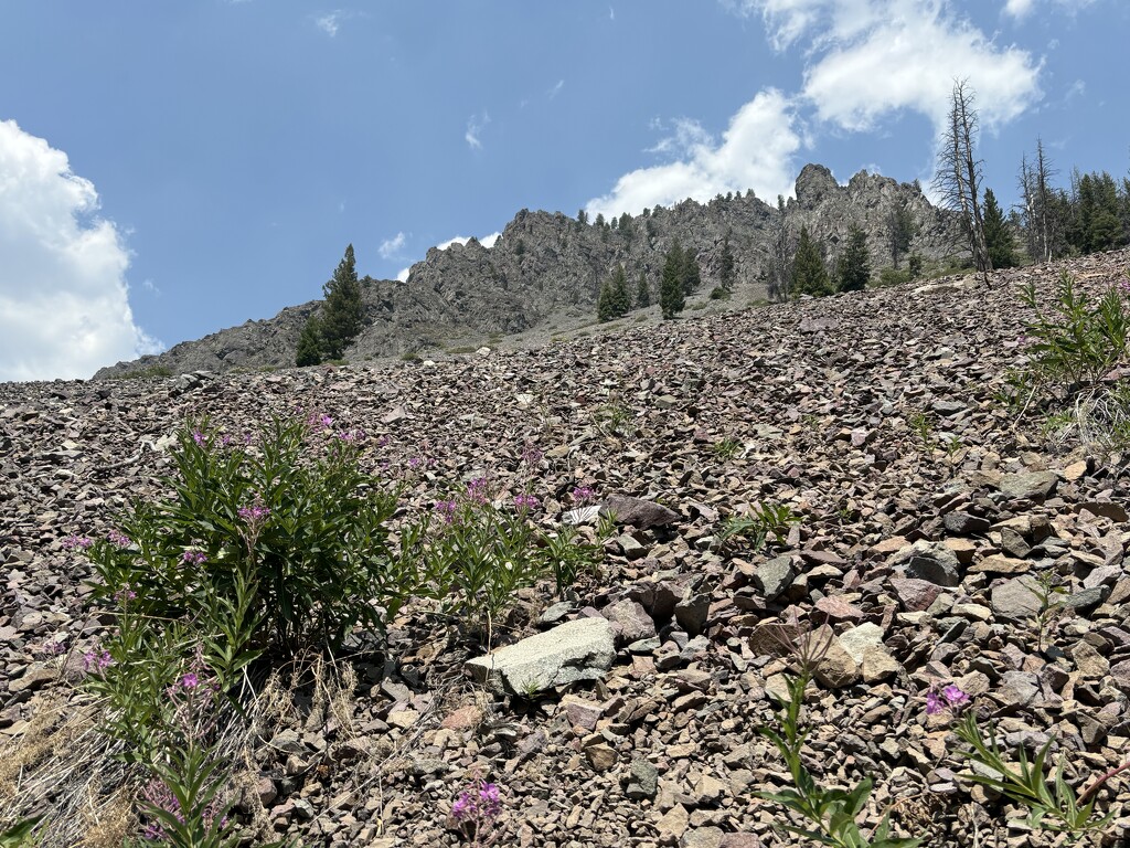 Scree field by pirish