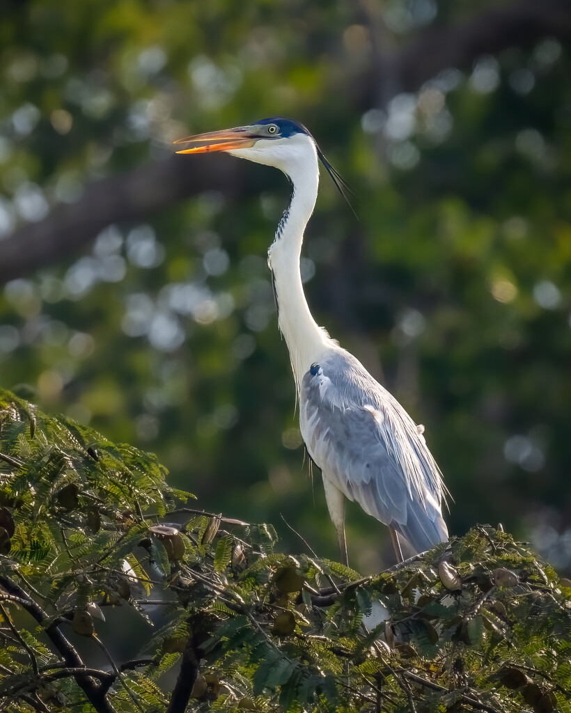 Cocoi Heron  by nicoleweg