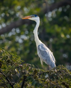 17th Jul 2024 - Cocoi Heron 