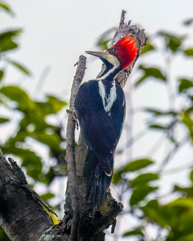 Crimson-crested Woodpecker by nicoleweg