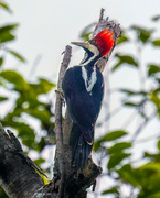 16th Jul 2024 - Crimson-crested Woodpecker