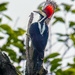 Crimson-crested Woodpecker by nicoleweg