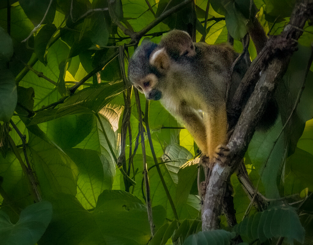 Ecuadorian Squirrel Monkeys by nicoleweg