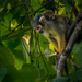 Ecuadorian Squirrel Monkeys by nicoleweg