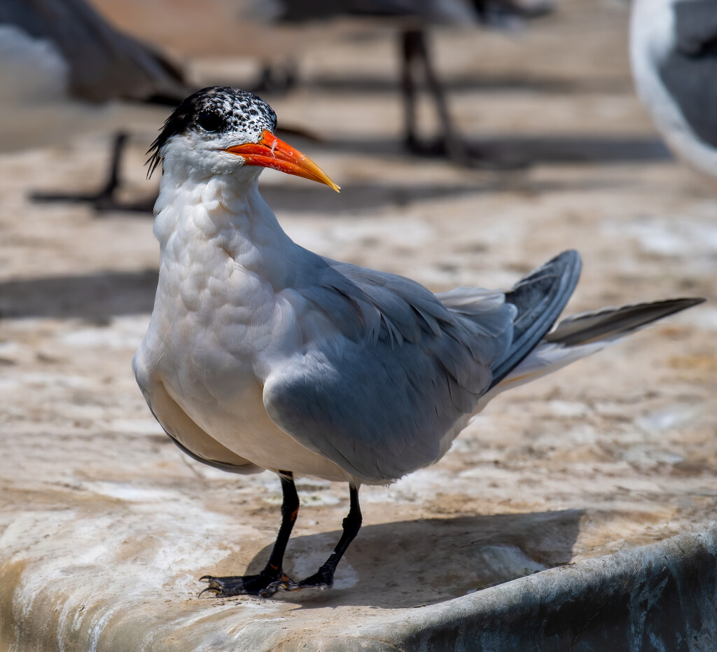 Elegant Tern by nicoleweg