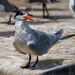 Elegant Tern by nicoleweg