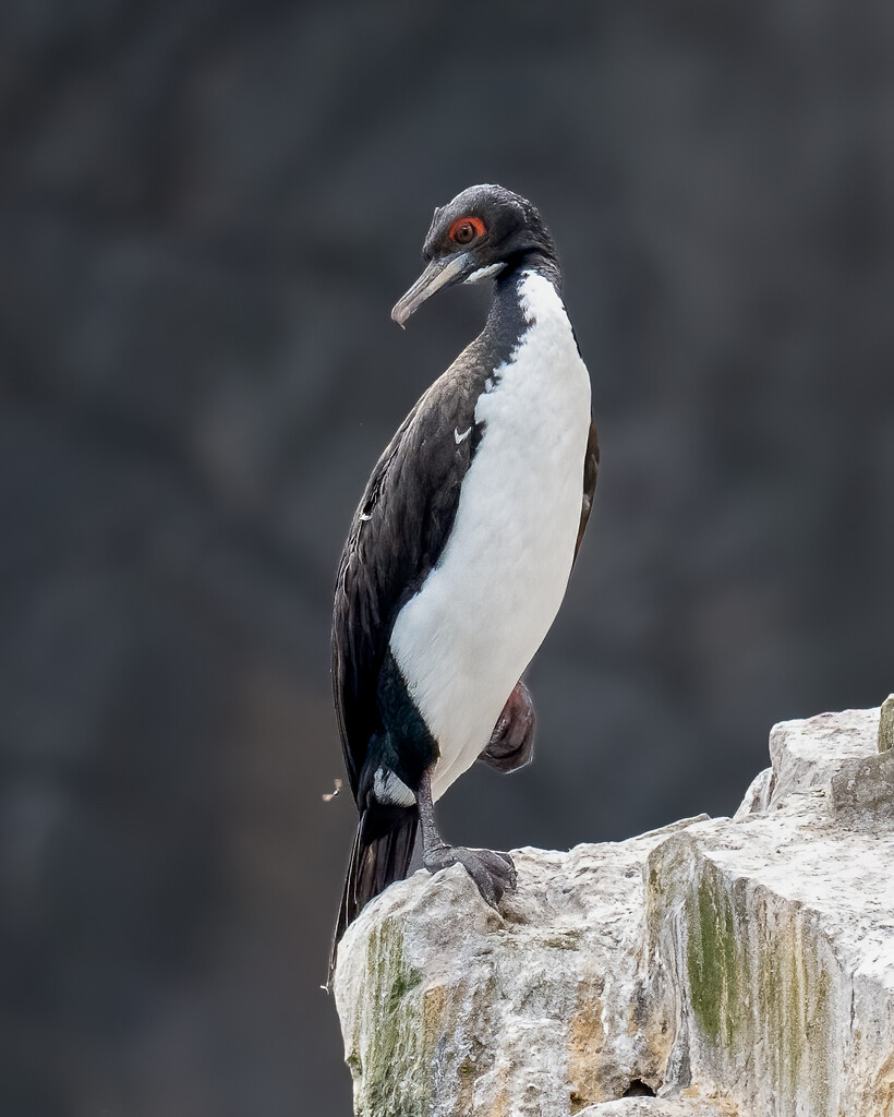 Guanay Cormorant by nicoleweg